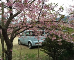 河津桜
